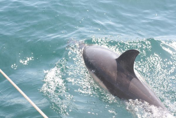 Bristol Channel dolphins